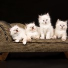 Upholstery Cleaning Novato